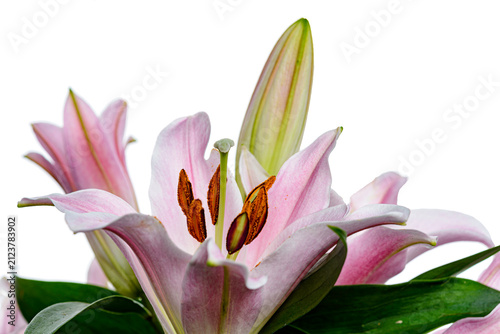 bouquet of pink lilies