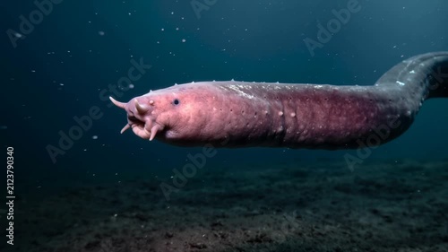 hagfish underwater close up at morning light in monterey bay california video