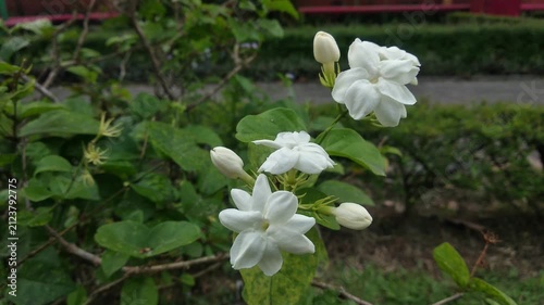 jasmine flower in the garden