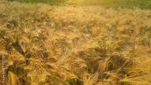 Harvest time. Agricultural industry and golden ears of barley.	
