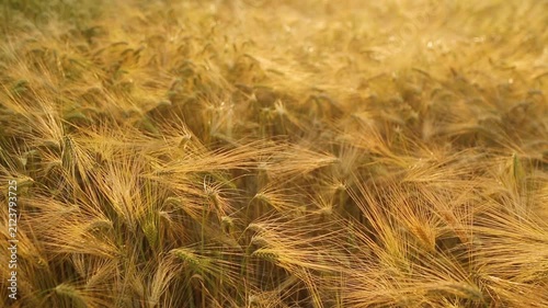 Harvest time. Agricultural industry and golden ears of barley.	
