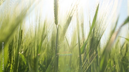 Barley. Beautiful barley field. Land area devoted to barley production. Cultivation of barley. Barley field in the morning.	Ears of barley.

