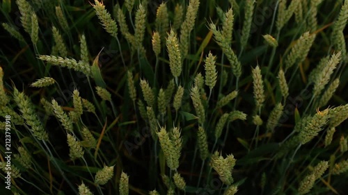 Beautiful wheat field. Cultivation of wheat. Wheat ears.	
