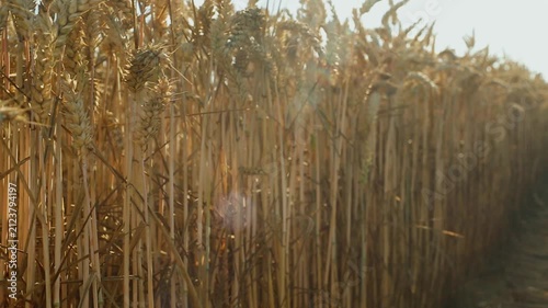 Beautiful wheat field. Cultivation of wheat. Wheat ears.	
