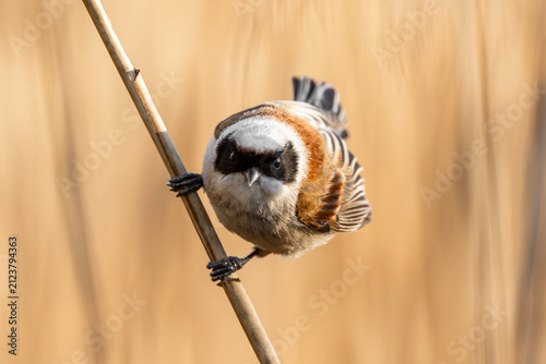 Foto Eurasian Penduline Tit Bird