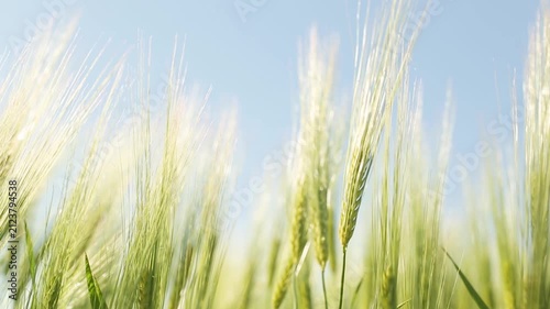 Barley. Beautiful barley field. Land area devoted to barley production. Cultivation of barley. Barley field in the morning.	Ears of barley.

