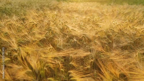 Harvest time. Agricultural industry and golden ears of barley.	
