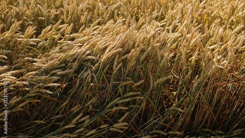 Beautiful wheat field. Cultivation of wheat. Wheat ears.	

