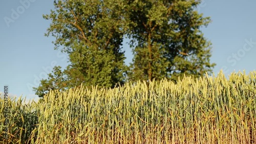 Beautiful wheat field. Cultivation of wheat. Wheat ears.	