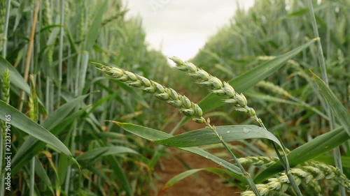 Beautiful wheat field. Cultivation of wheat. Wheat ears.	