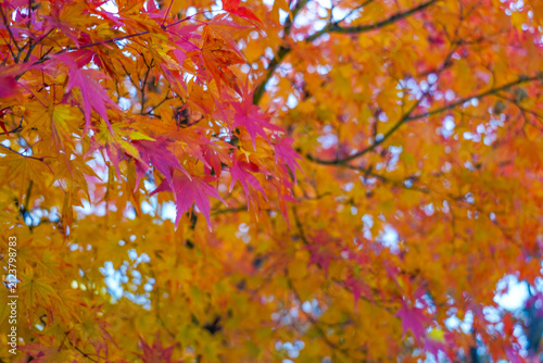 Vibrant Red And Yellow Autumn Maple Trees