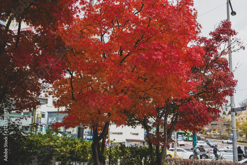 Vibrant Red And Yellow Autumn Maple Trees