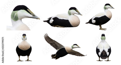 common eider (somateria mollissima) pose bundle featuring close-up and flying shots