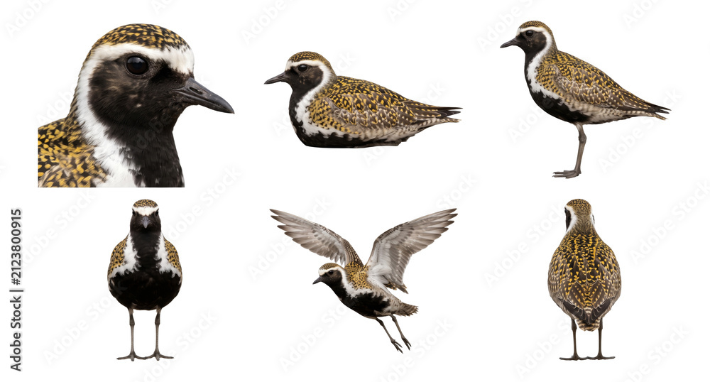 Obraz premium european golden plover (pluvialis apricaria) portrait, perched, and flying poses
