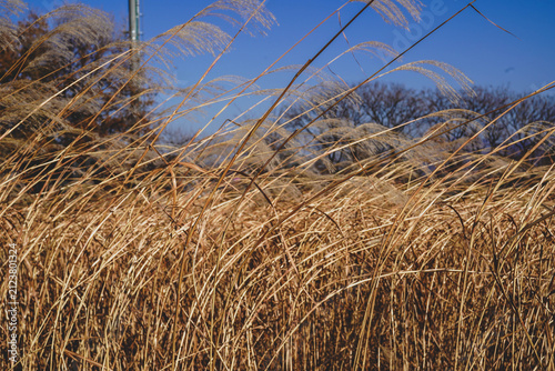 Close up dry silver grass field in winter