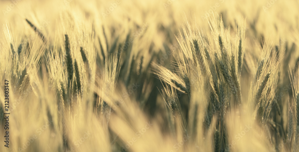 Fototapeta premium Golden Wheat Heads in Soft Focus Field