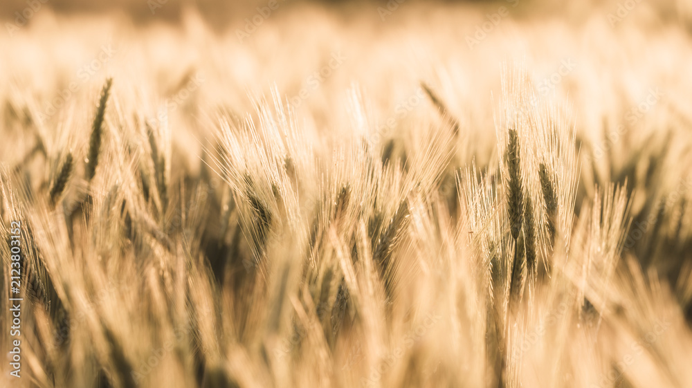 Obraz premium Golden Wheat Field Close-Up in Warm Light