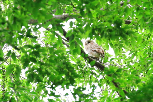 フクロウの幼鳥
