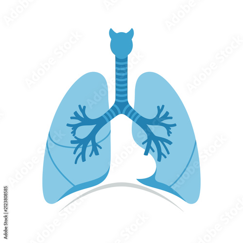 Human Respiratory System Anatomy Illustration Featuring Lungs and Bronchial Tubes for Medical and Educational Health Care Concepts