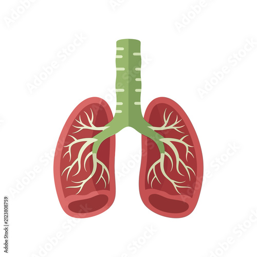 Human lungs anatomical vector illustration with trachea and bronchi in flat graphic style