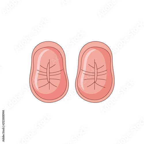 Two stylized pink anatomical representations of lungs, detailed with illustrative lines