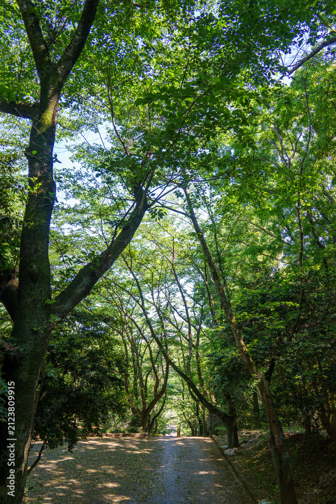Fototapeta premium 爽やかな公園風景