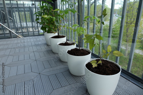Tomato plant with green leaves. Growth in progress. Balcony photo. DIY concept.