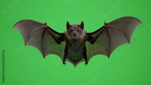 Bat Flying in Cinematic Motion Green Screen Background for Halloween and Horror Concepts