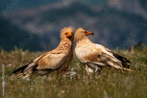 Принти на полотні Egyptian vultures copulating among the grass