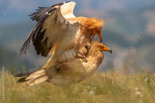 Foto Egyptian vultures copulating among the grass