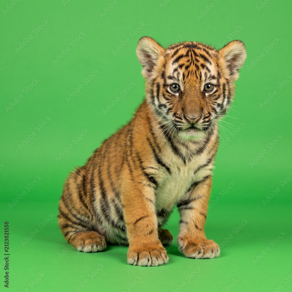 Obraz premium A young tiger cub sits patiently while looking toward the camera lens in a natural setting display to showcase the beauty of wild animals living within their habitat through this wildlife