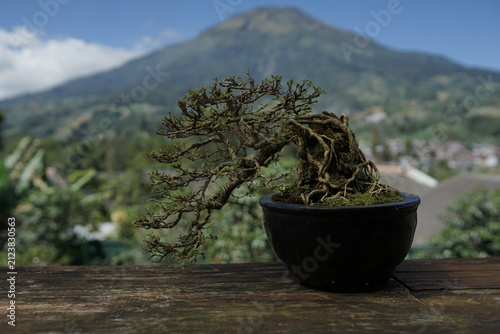 Foto Miniature Zen Bonsai Tree in a Dark Pot Set Against a Scenic Mountainous Landsca