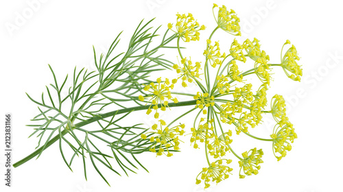 Bild auf Leinwand Delicate dill flower sprigs with feathery green leaves, isolated on transparent