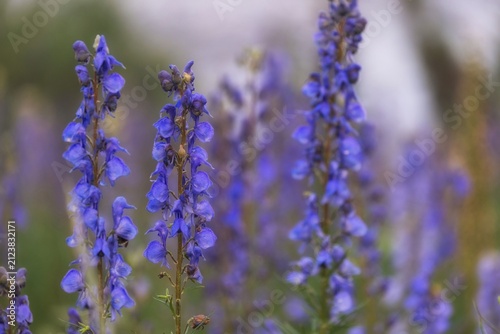 Принти на полотні Wild blue aconite monkshood flowers blooming in an alpine mountain meadow
