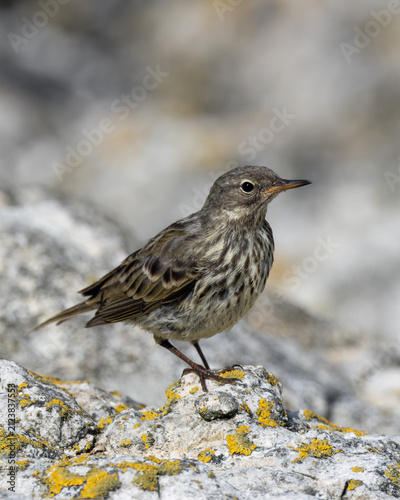 Photography Rock pipit on lichen-covered coastal rocks