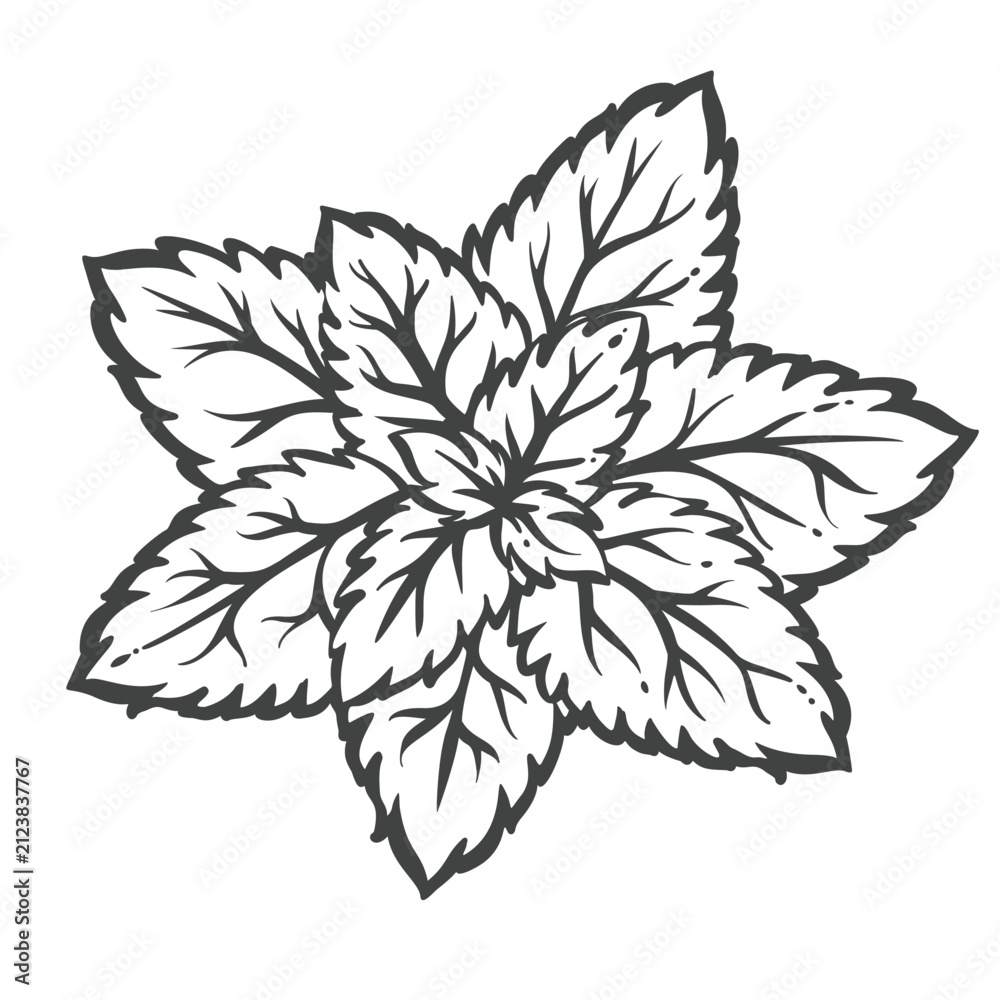 Obraz premium Mint leaves in hand drawn black outline with a dense cluster of serrated herb foliage. Menu, packaging and stamp design use mint leaves, vector illustration.