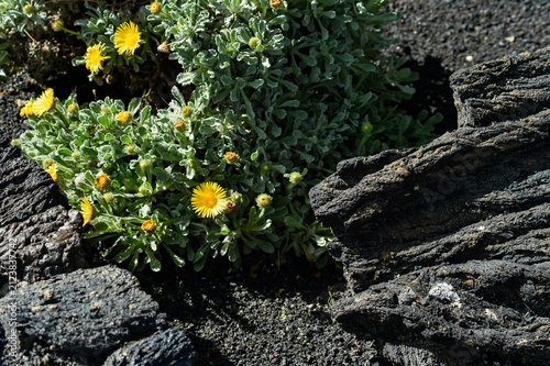Yellow sea daisy Asteriscus maritimus flowers bloom among dark volcanic rocks in Lanzarote. The native flora thrives in the dry Canarian soil.
