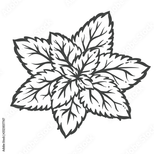 Mint leaves in hand drawn black outline with a dense cluster of serrated herb foliage. Menu, packaging and stamp design use mint leaves, vector illustration.