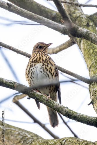 Photography Song thrush perched on a mossy branch