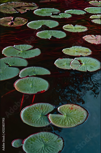 water lily in the pond