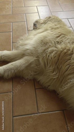 Golden retriever dog relaxing on cool floor at home
