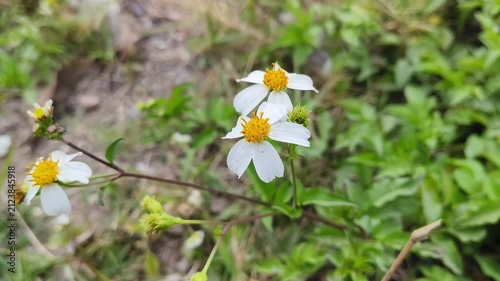 white and yellow flowers