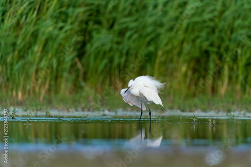 Foto A Little egret looks for food in a pond