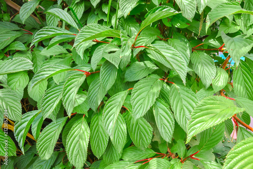 Green leaves of a garden bush in close up