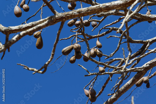 Wild jatoba fruits on native tree with hard brown pods in Brazilian nature