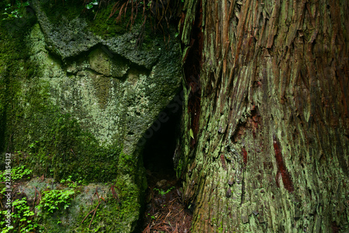Ancient natural textures showcasing thick green moss and rough tree bark in a secluded Japanese mountain forest.The juxtaposition of damp stone and majestic cedar creates a powerful wabi-sabi atomos.