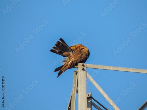 a Black Kite (Milvus migrans), a medium-sized bird of prey commonly found in urban areas