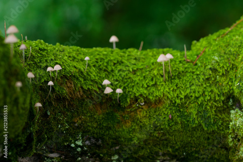 Beautiful natural texture of lush green moss covering an ancient rock surface. This rich, organic background expresses the passage of time and the beauty of traditional Japanese aesthetics.