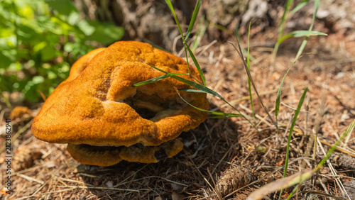 Konstfotografi Phaeolus schweinitzii (Dyer's Polypore) Growing on Forest Floor Close Up