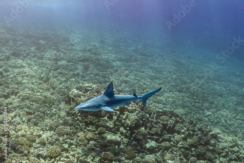 Sandbar Shark swimming above a coral reef in Ni'ihau, Hawaii